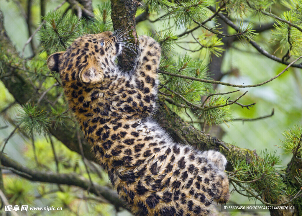 树上的花豹幼崽