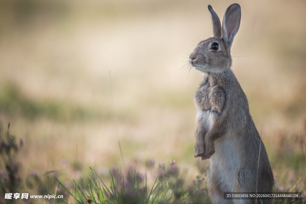 站立的野兔
