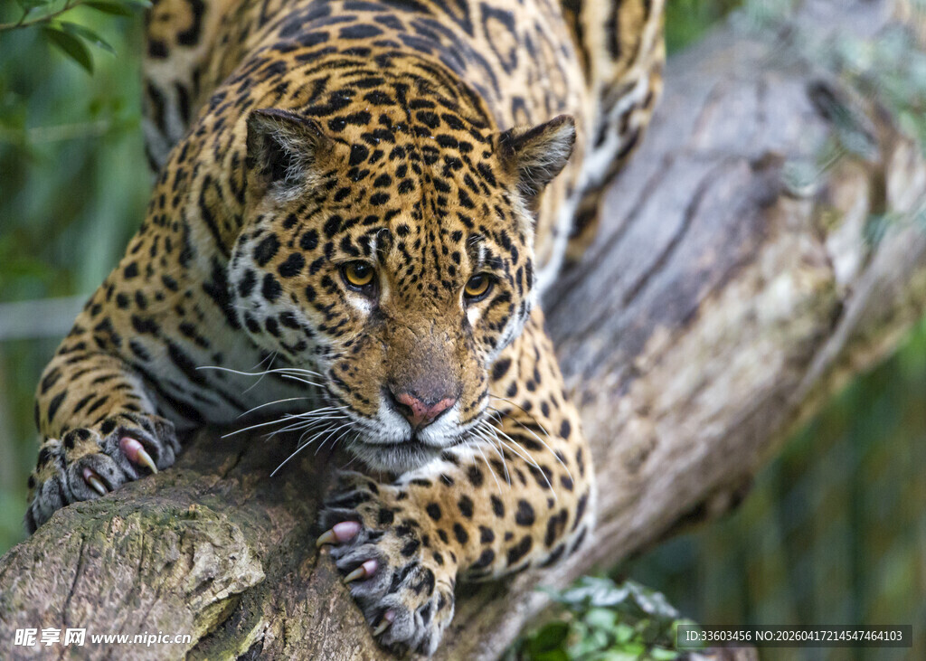 趴在树干上的美洲豹