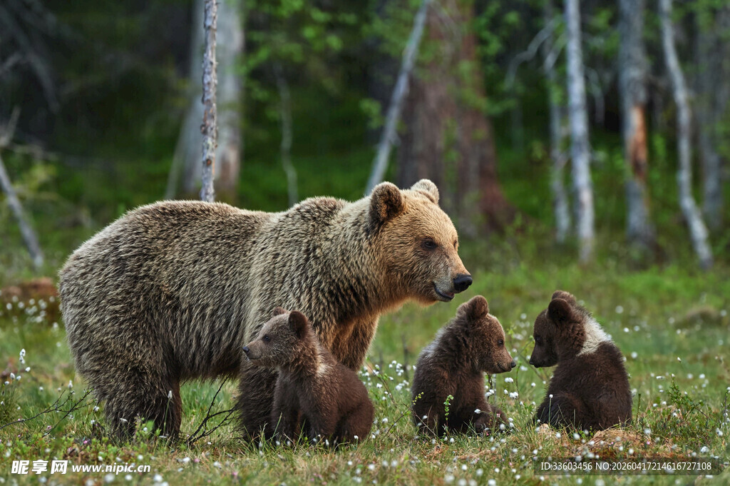母熊与幼崽的森林时光