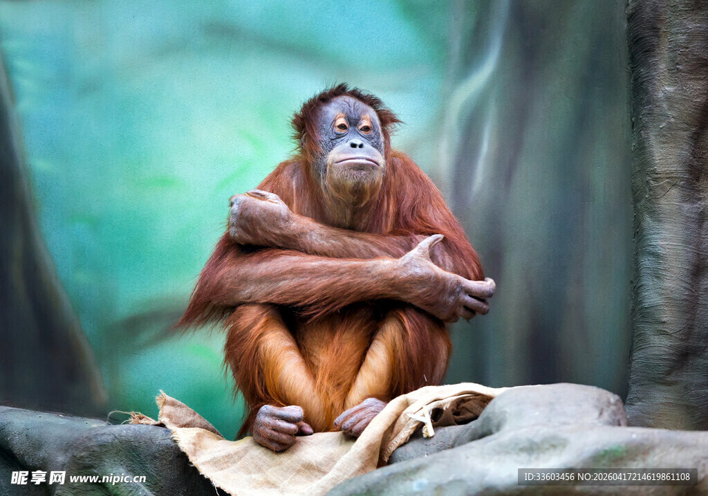 独坐的红毛猩猩