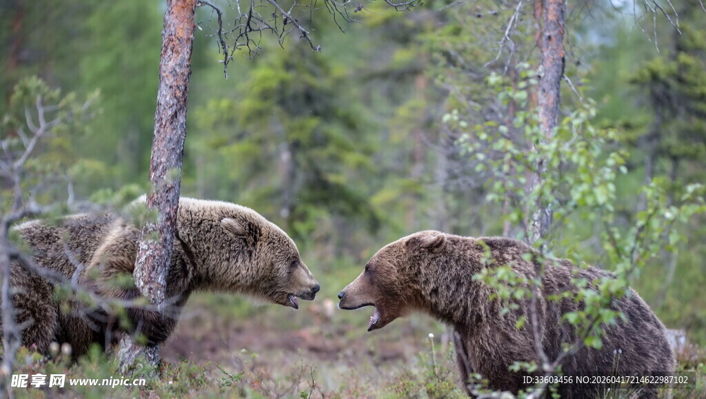 森林中两头熊的对峙场景