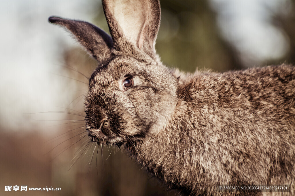 野外灰毛野兔特写