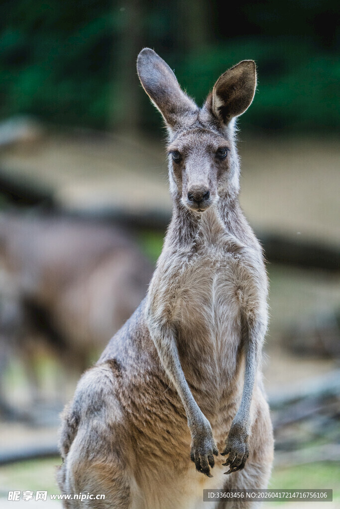 站立的袋鼠