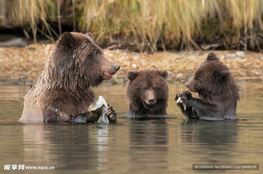 水中的三只棕熊互动场景