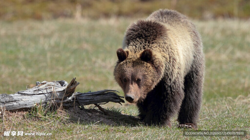 野外漫步的棕熊