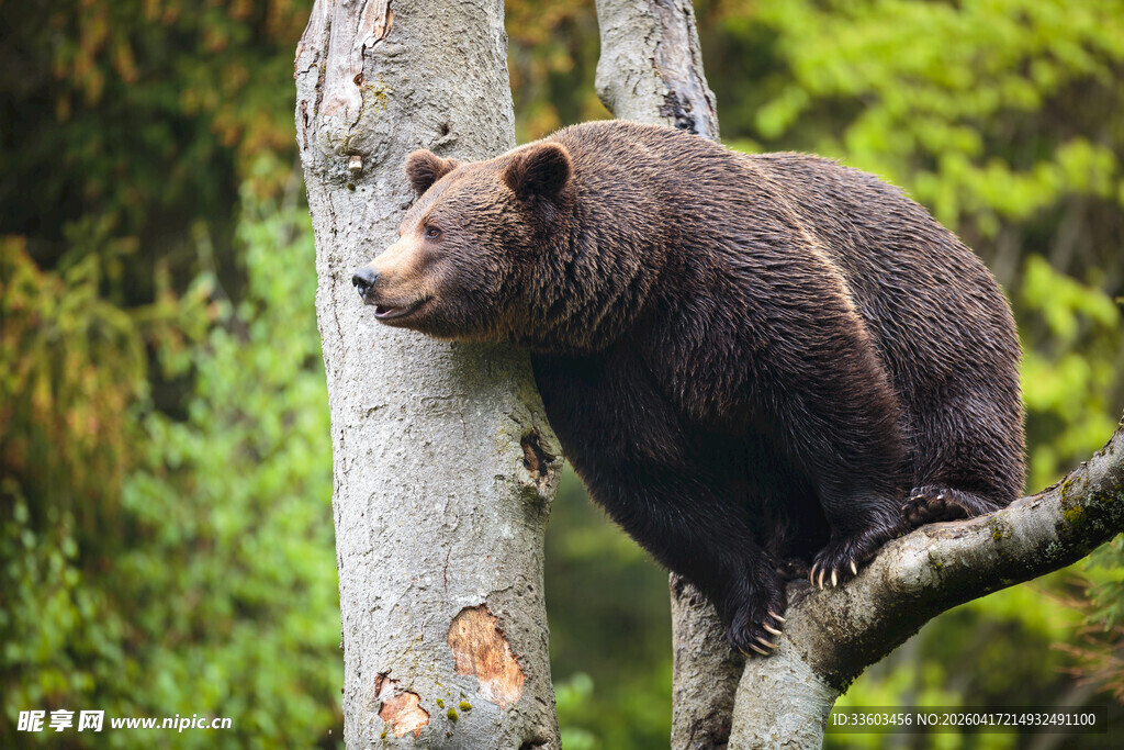 树上的棕熊