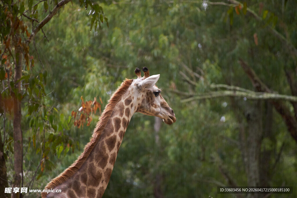 森林中的长颈鹿