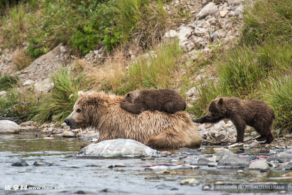 母熊带幼崽河中漫步