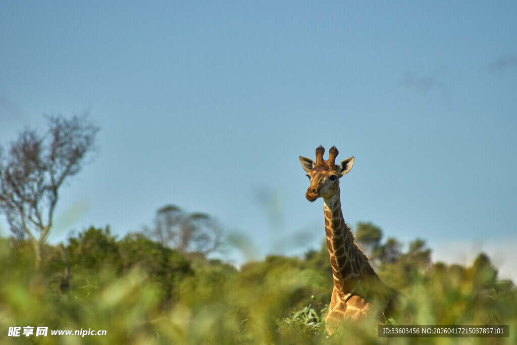 草原上的长颈鹿