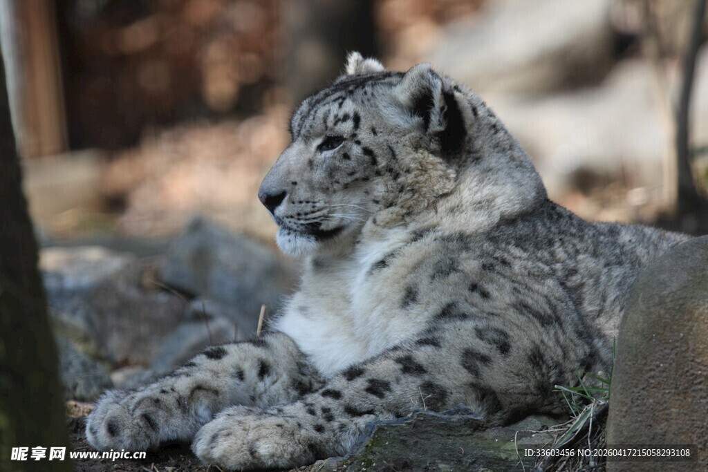 雪豹静卧