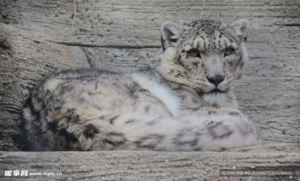 雪豹趴卧于岩石之上