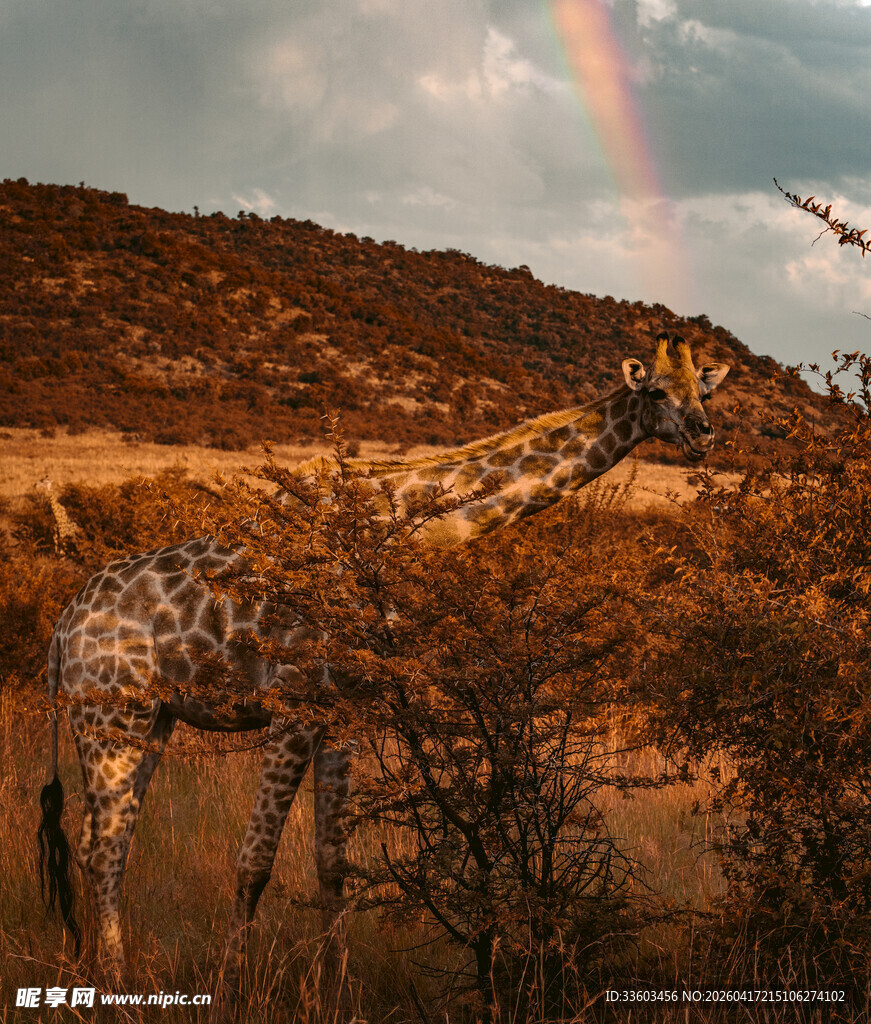 草原上长颈鹿与天边彩虹