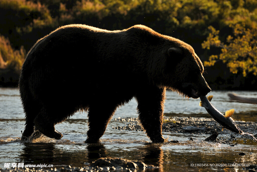 河边棕熊叼鱼瞬间