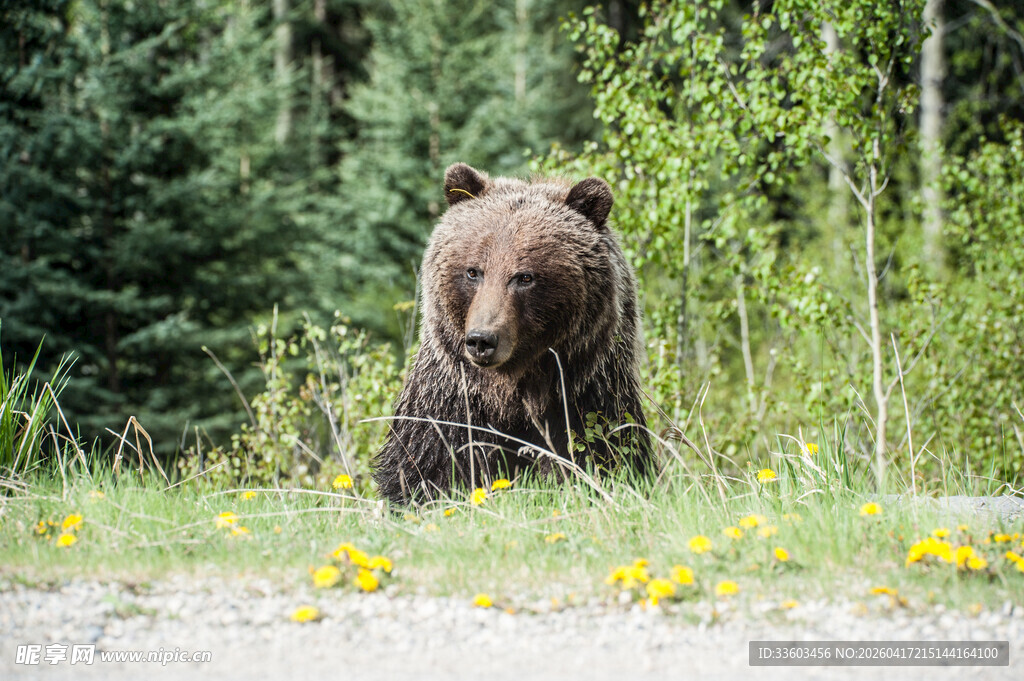 森林中休憩的棕熊