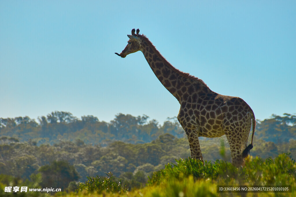 草原上的长颈鹿