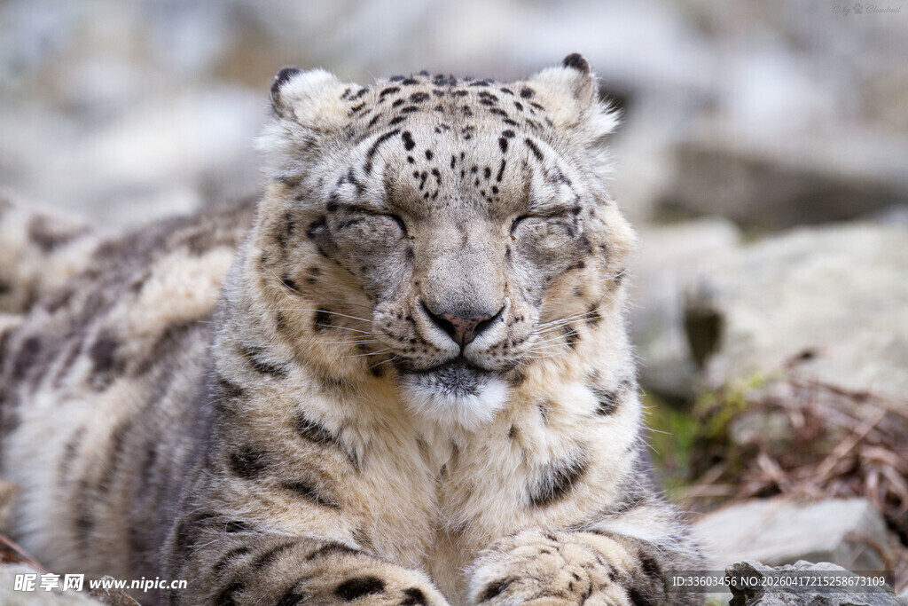 雪豹趴卧于岩石间