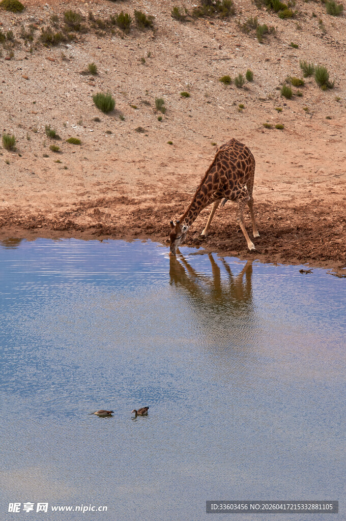 长颈鹿于水边低头饮水