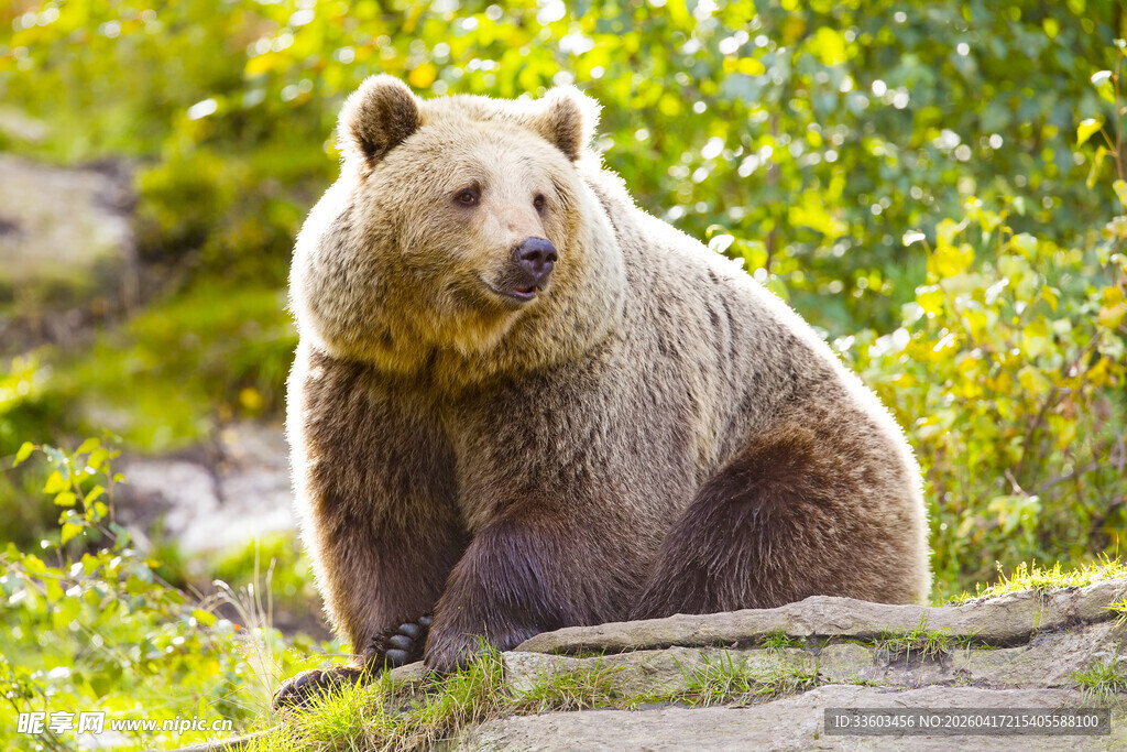 野外休憩的棕熊