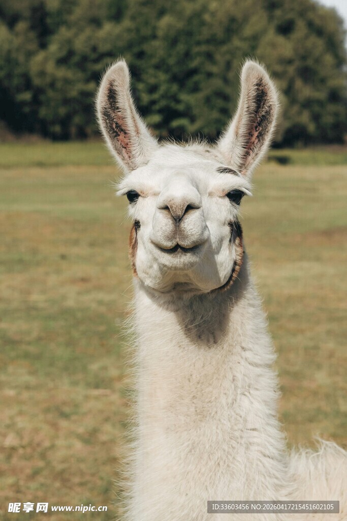 可爱羊驼特写