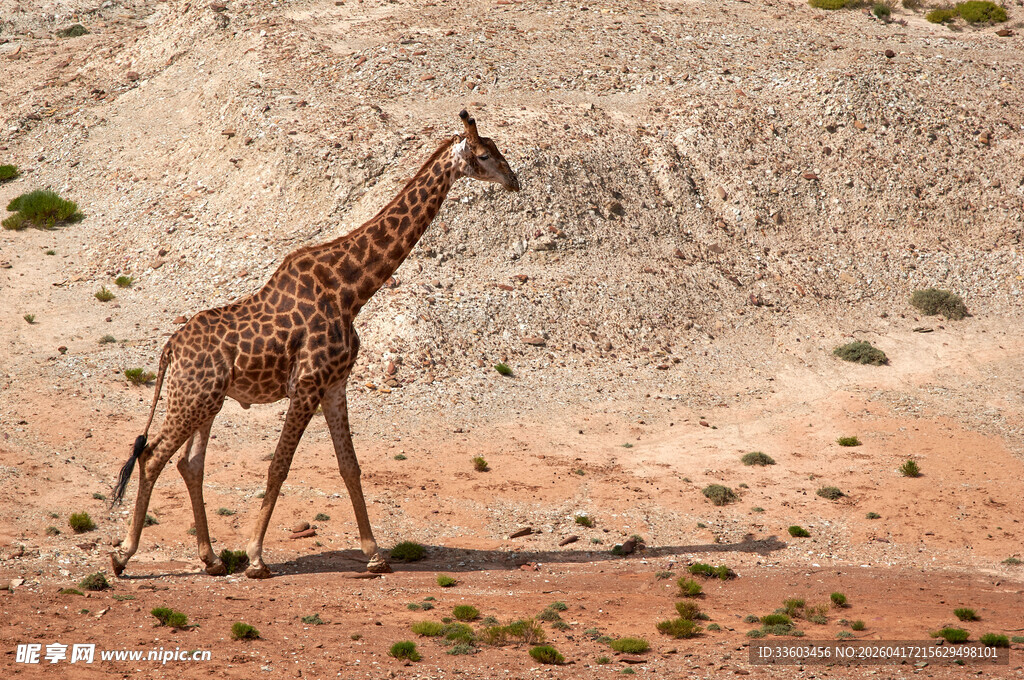 沙漠中的长颈鹿