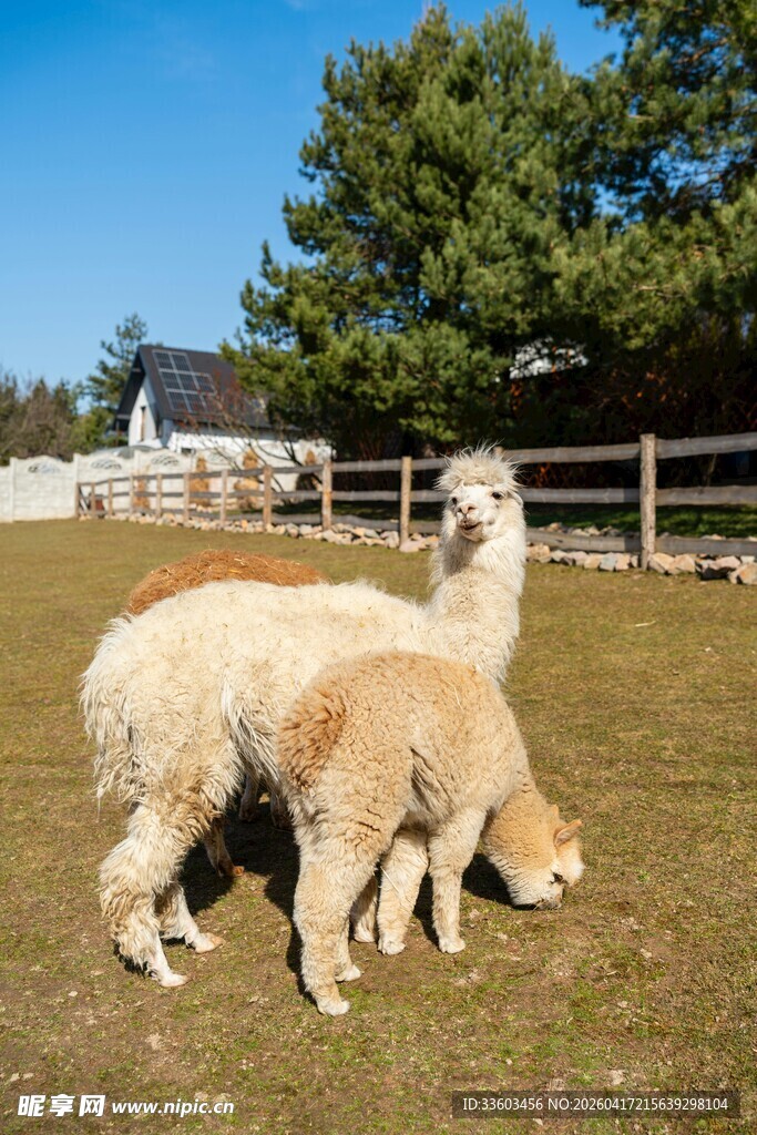 草地上的两只羊驼