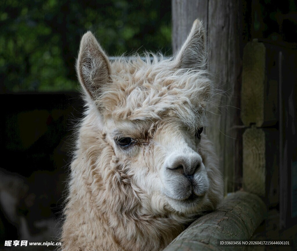 可爱羊驼靠墙而立