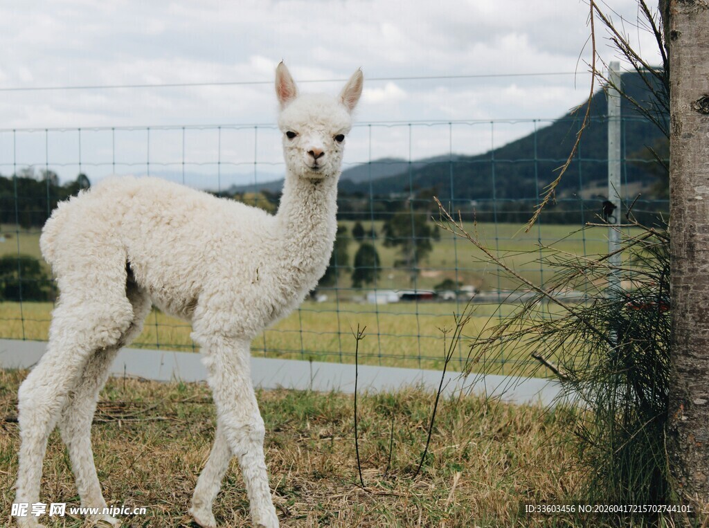 可爱羊驼站在草地围栏边