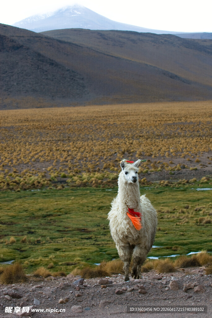 草原上的可爱羊驼