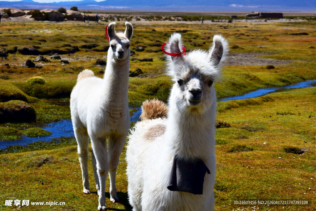 草原上的两只可爱羊驼