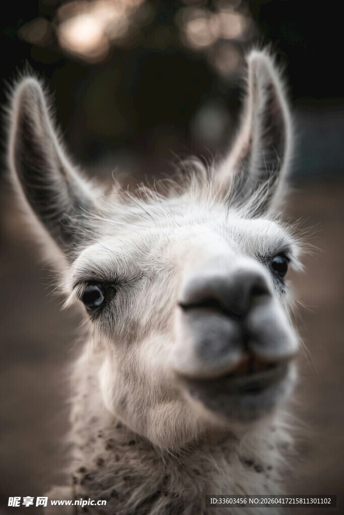 可爱羊驼特写