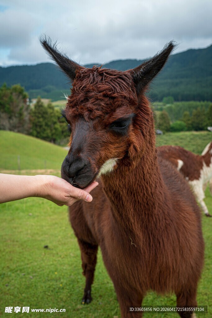 手喂棕色羊驼的温馨场景