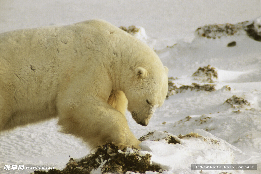 北极熊雪地觅食