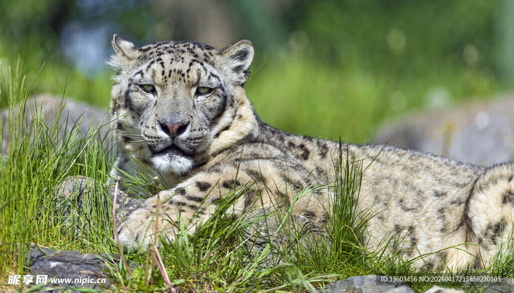 草原上休憩的雪豹