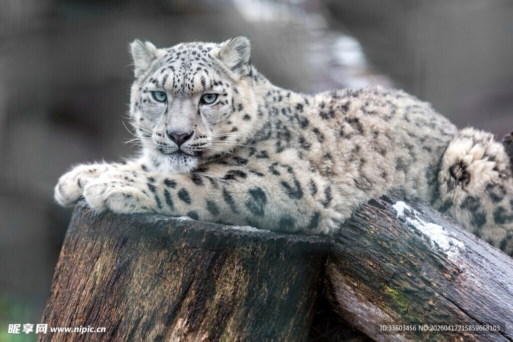 雪豹趴卧在木头上