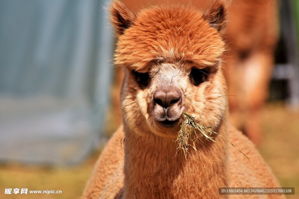 吃草的可爱羊驼