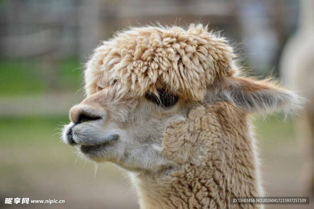 可爱羊驼头部特写