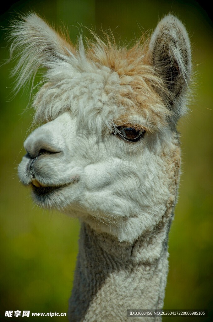 可爱羊驼特写