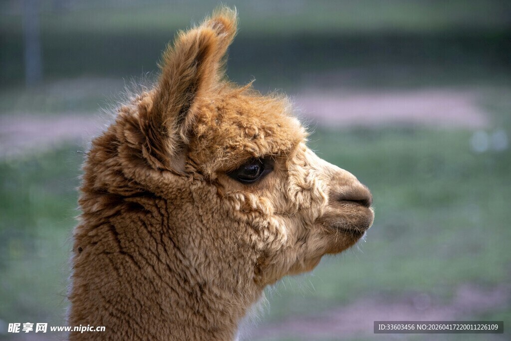 可爱羊驼侧颜特写