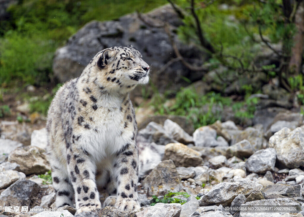雪豹于石间眺望