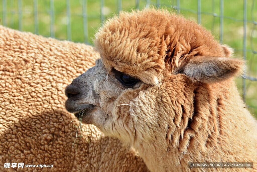 可爱羊驼近景特写