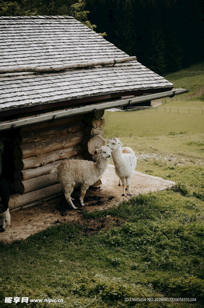 木屋旁休憩的几只绵羊