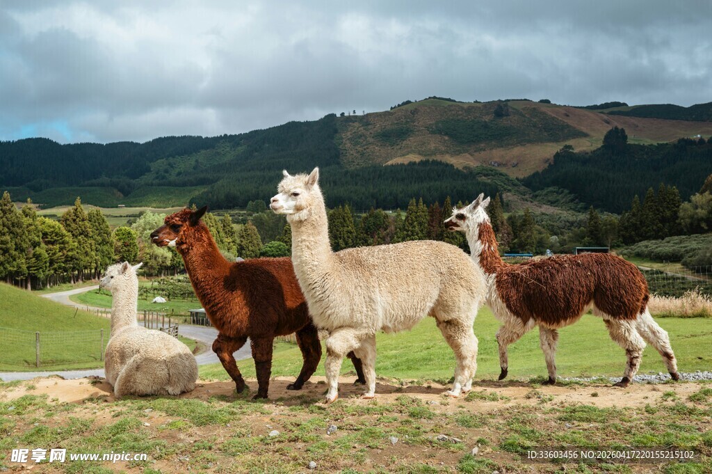 草原上的可爱羊驼群