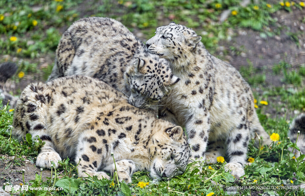 玩耍的雪豹幼崽