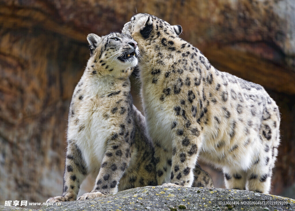 两只雪豹亲昵依偎