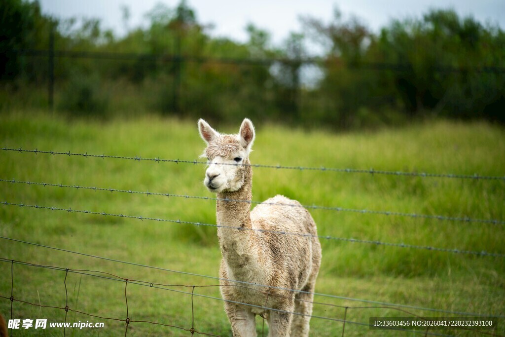 草地上的可爱羊驼