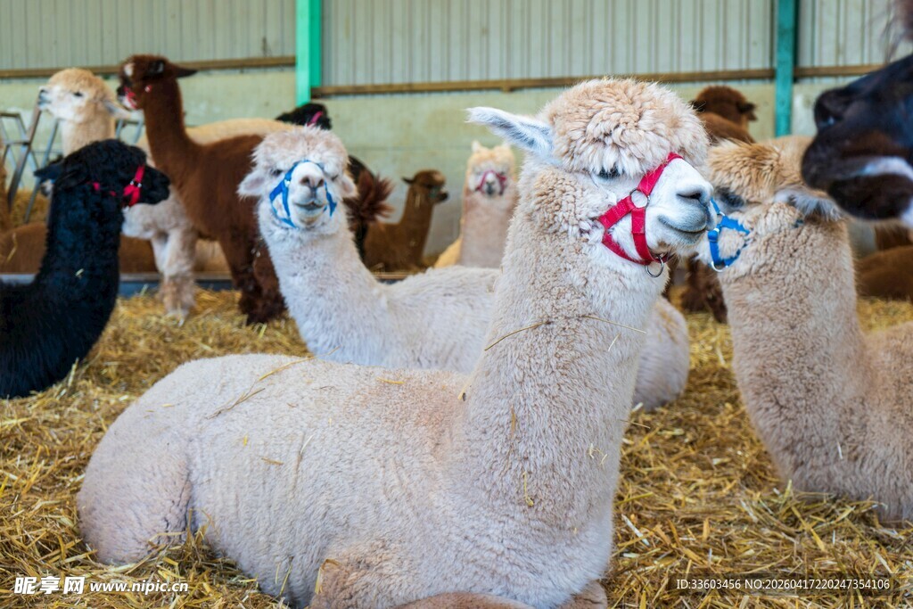 羊驼悠闲地休憩在干草上