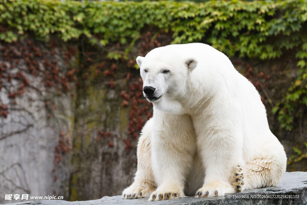 坐着的北极熊