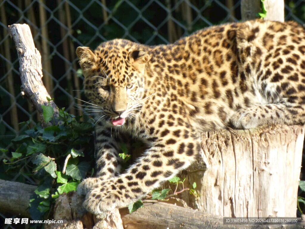 豹于树桩处伸展身姿