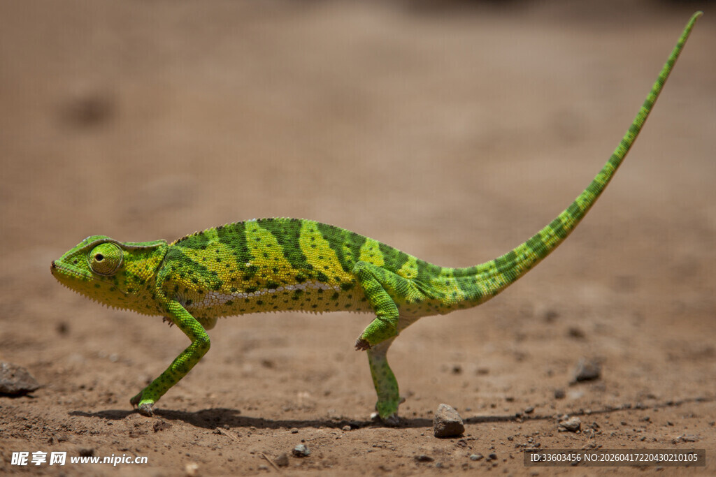 行走的绿黄相间变色龙